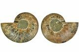 Cut & Polished, Agatized Ammonite Fossil - Madagascar #212869-1